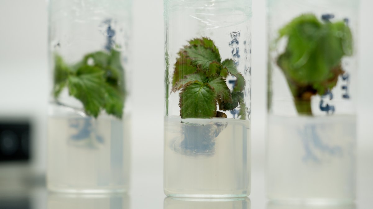 Arkansas Agricultural Experiment Station tweet media