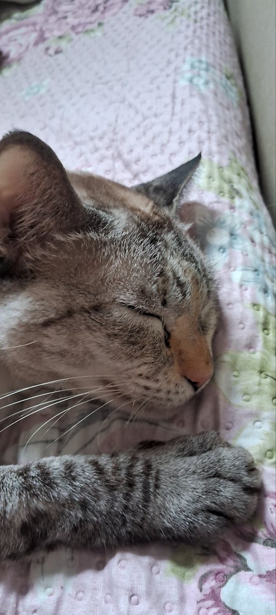 nunca quis tanto um gato