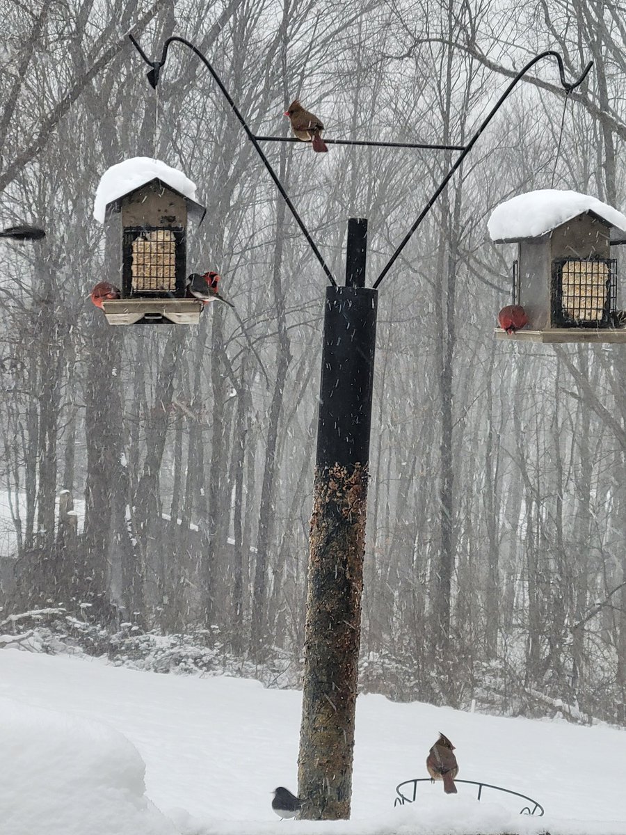 Keeping our feathered friends fed.