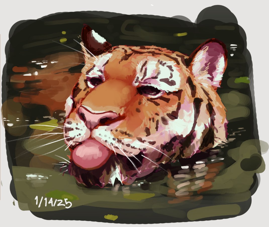 tar0keo's tweet image. tiger