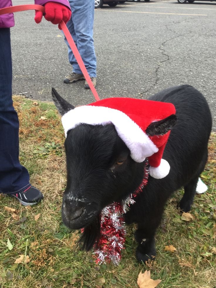 ПриVет, я коZа tweet media