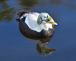 peterabcz's tweet image. In five days the CIDR2025 conference (cidrdb.org) will start, and we are expecting around 170 attendees from all over the world.   

On an completely unrelated note, the exotic &quot;goldeneye&quot; duck was just spotted in The Netherlands!  See: bit.ly/duck-goldeneye