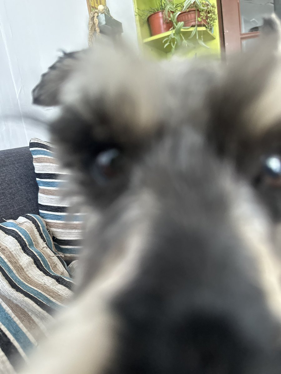 Benjaminjmr10's tweet photo. Te extraño mucho ☹️pero vivirás en mí siempre y me ayudarás a conseguir todo lo que te hablaba aunque no me entendieras nada jaja❤️‍🩹 https://t.co/jK1rr0sKMu