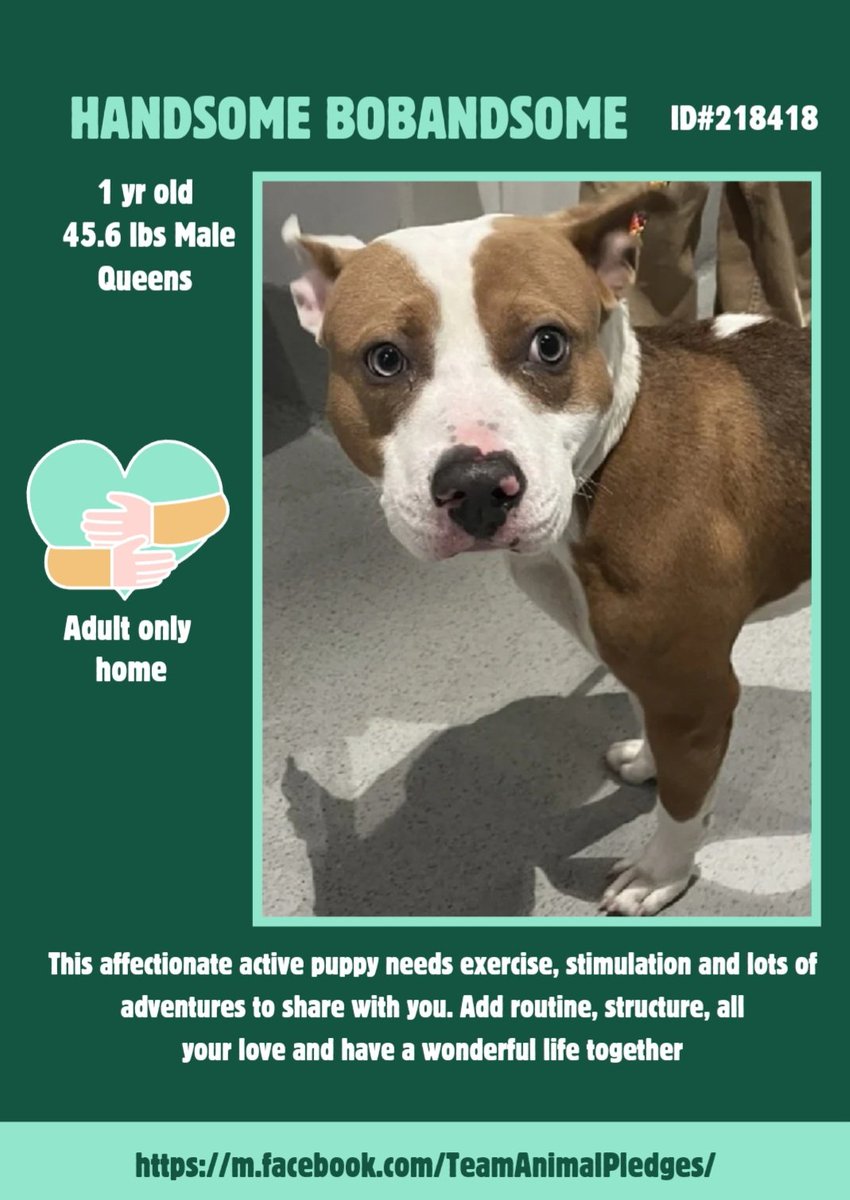 EASpenser's tweet photo. HANDSOME BOBANDSOME age ~1 #AnotherPuppy💔
🙄name but very #HandsomeBoy. That beautiful color! I'd name him Chestnut & call him Chezzy. Needs:
#Routine
#LookAtLifeThruHisEyes
#LotsOfDailyExercise
consistent #GoodBoyTraining
❤️
https://t.co/XT7STPPEs7
#Adopt #Foster #Pledge4Rescue https://t.co/wAonIVnalV