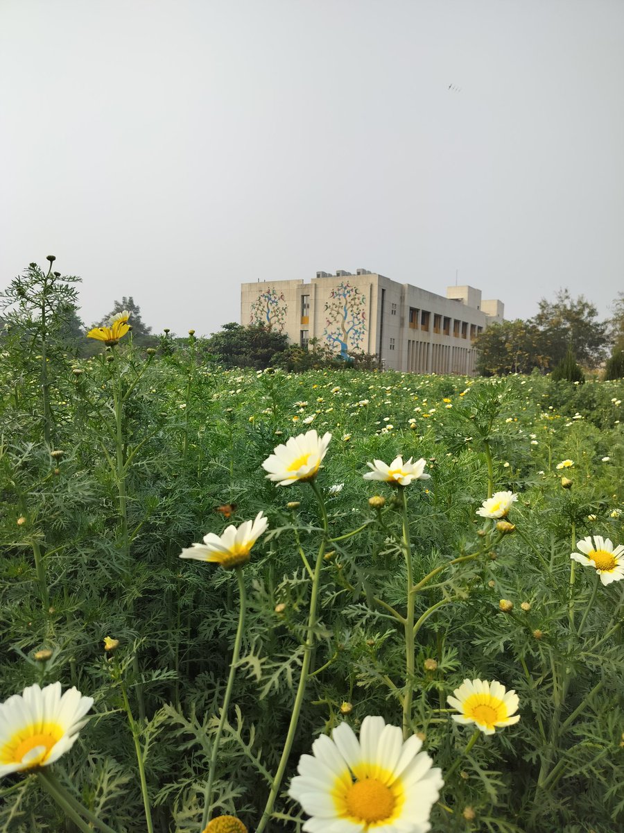 LibraryIISERB's tweet image. Winter blooms adorning the Central Library at IISER Bhopal! A perfect blend of knowledge and nature flourishing together. 🌸📚

 #IISERBhopal #WinterVibes #LibraryViews