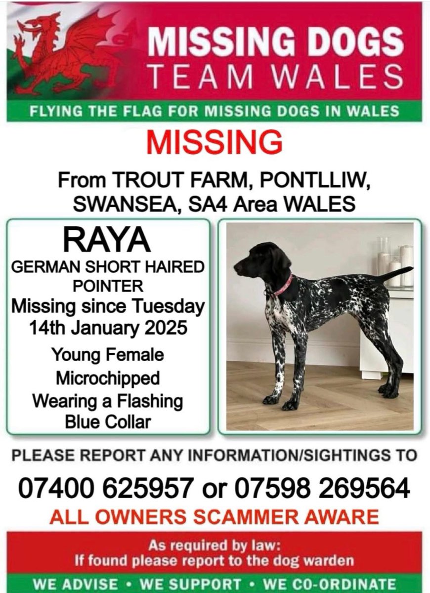 missingdogwales's tweet image. ‼️SIGHTINGS &amp;amp; SHARES NEEDED PLEASE 

🔻#RAYA A YOUNG FEMALE #GERMANSHORTHAIREDPOINTER IS #MISSING FROM #THETROUTFARM IN #PONTLLIW AREA #SWANSEA SA4 #WALES 
SINCE TUESDAY 14TH JANUARY 2025
🔺️
Please call either numbers on this poster asap if seen ⬇️⬇️