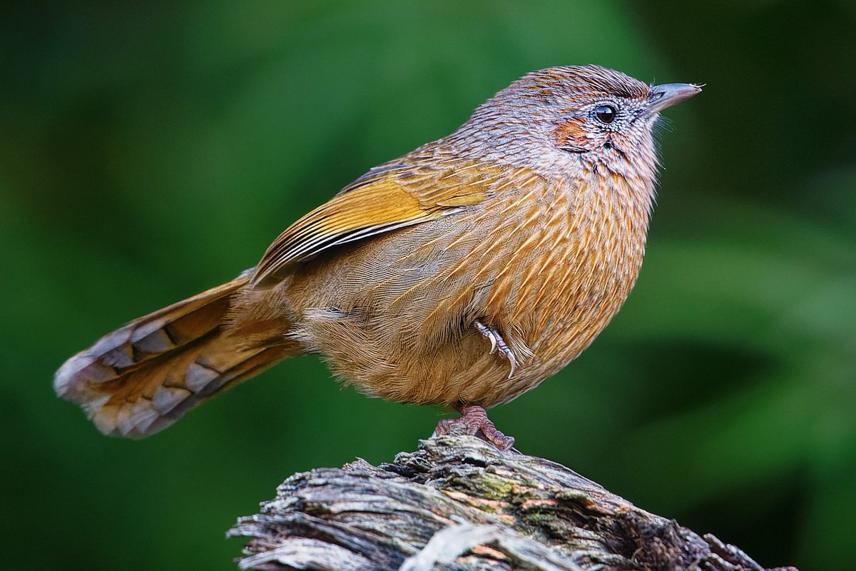 silentsnaps's tweet photo. Nature's yoga expert! ๐ฆฉโจ #BirdWisdom #BalanceGoals #Bird #Birds #Birdwatching #Wildlife #Nature #Photography #BirdPhotography #Birding #NaturePhotography #birdsfeather #yoga https://t.co/tqLlZNP3XY