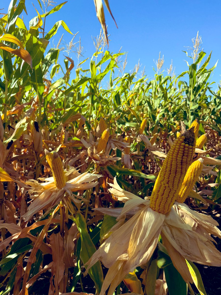 🌽🫡
