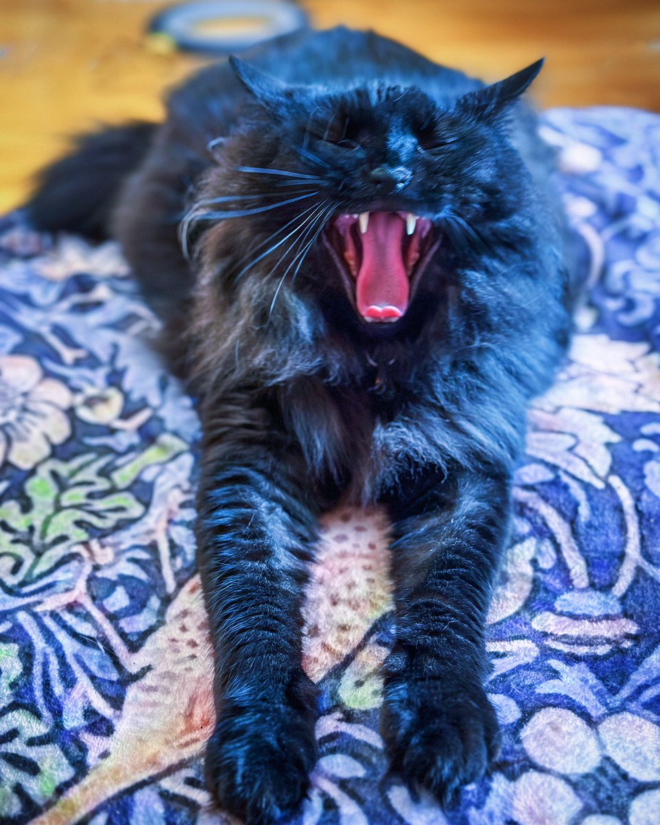 Ahhh work ahhhh 😹🐾🐾

#tuesdayvibe #CatsOfTwitter #AdoptDontShop #CatsOnTwitter