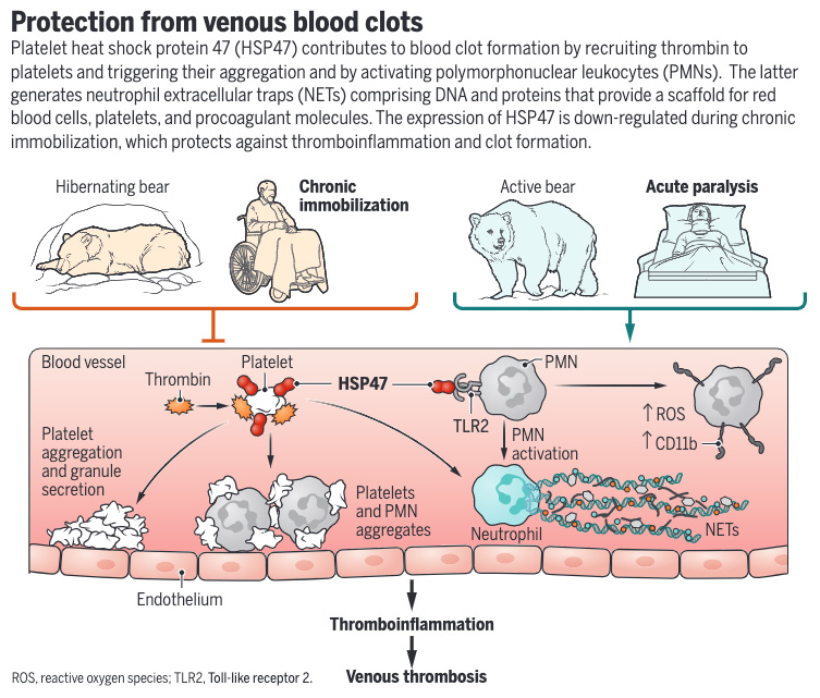 Hibernating brown bears rarely suffer from blood clots despite 6 months of immobilization. 

A 2023 Science study revealed a factor that appears to protect the animals against this immobility-associated thrombosis. Learn more in this #SciencePerspective: scim.ag/4gXjCjB