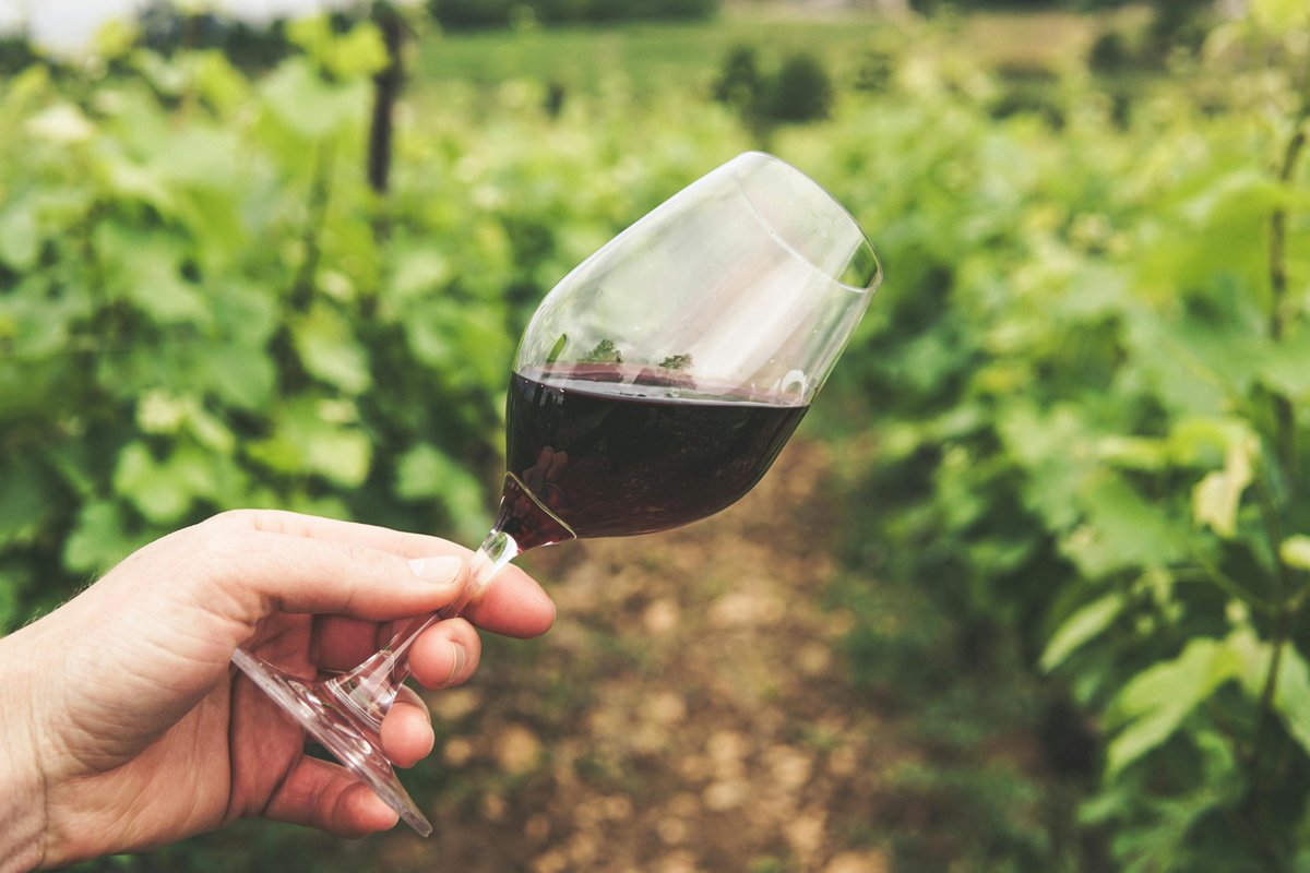 El Rey Wine (@elreywine) on Twitter photo Pinot Noir lovers! Looking forward to sharing <a href="/ElReyWine/">El Rey Wine</a> with y'all at Lompoc's Rotary event! Pinot Noir lovers! Looking forward to sharing <a href="/ElReyWine/">El Rey Wine</a> with y'all at Lompoc's Rotary event!
