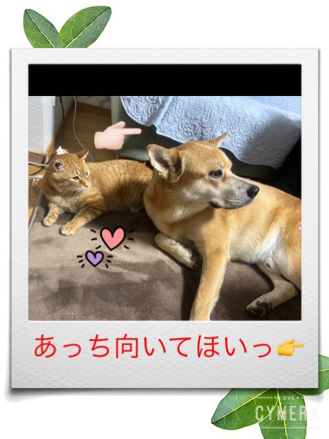 buruno525's tweet photo. おはよう‼️
今朝もかわゆい
そうルキ（草太&amp;ルキ）🐕🐈 https://t.co/Tr0QVcJXmG