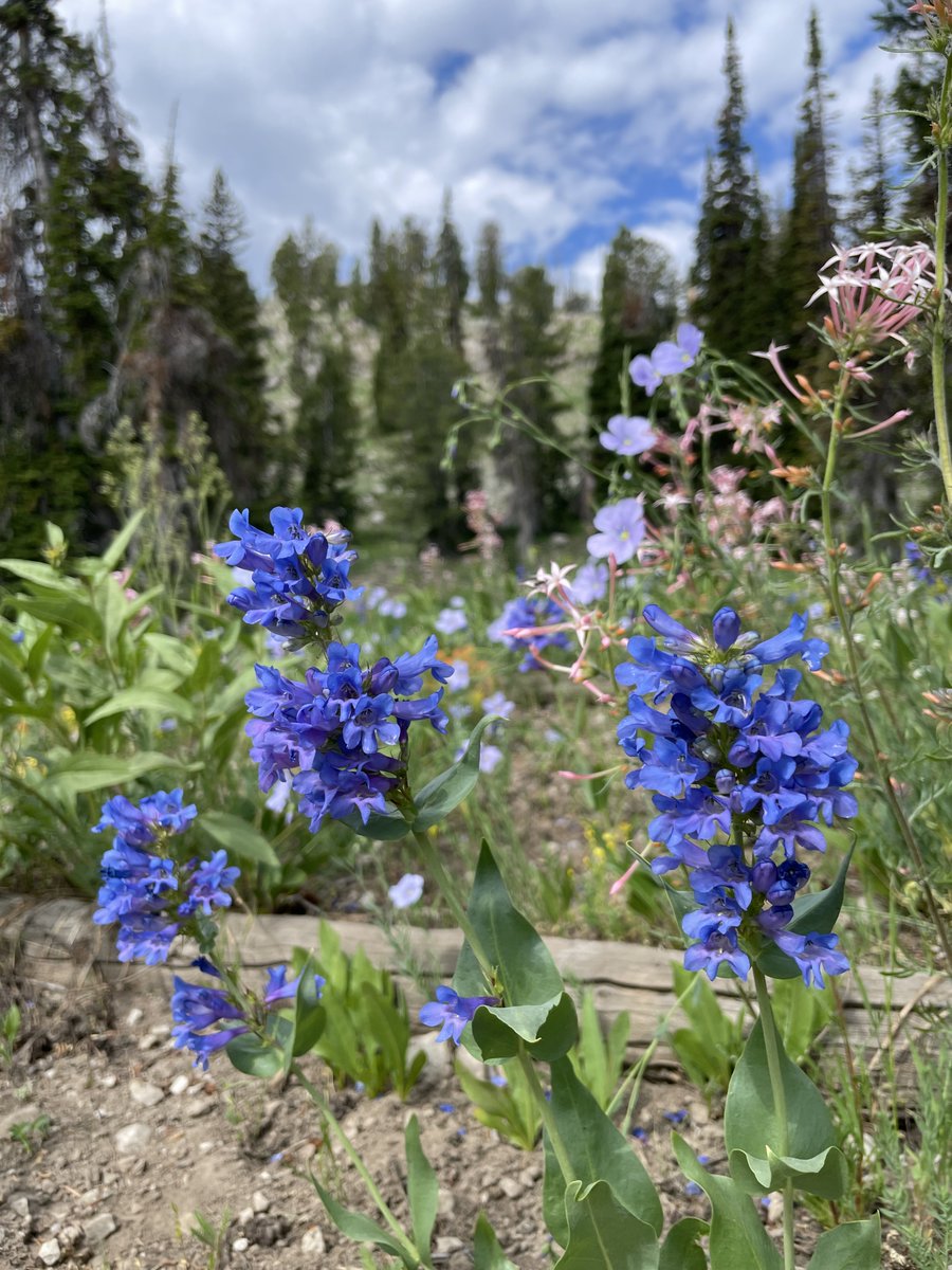 Sky_Christensen's tweet photo. @TexanInOz Mine's gotta be the native Penstemon cyananthus, Wasatch penstemon. Those electric blues in our northern Utah mountains are always stunning. https://t.co/2tc8pfc7yh