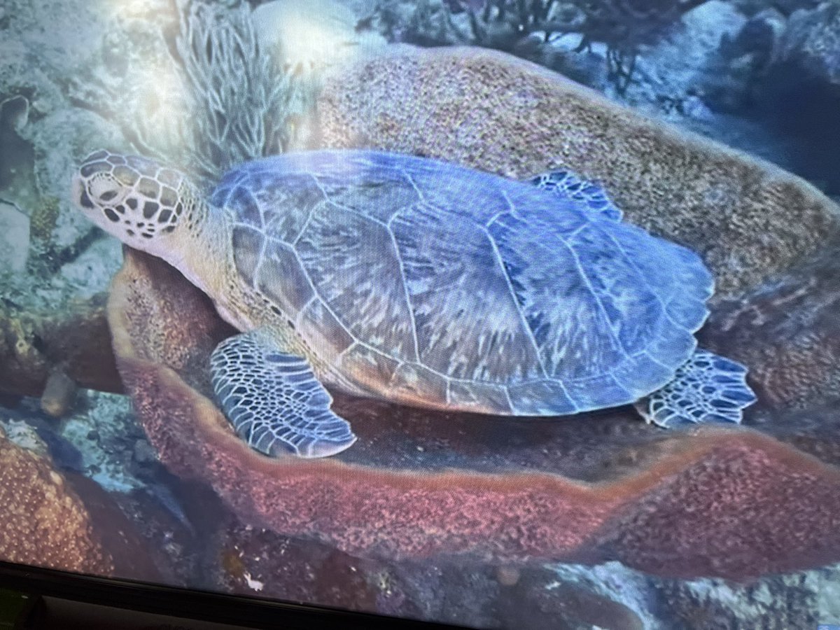 Year3BPPS's tweet photo. In 3b, we are getting ready for our animal day on Friday @BrunswickParkPS in preparation for our fundraiser for @wwf_uk. Look at our salt dough sea tortoises! On Friday we will beautify them! https://t.co/HlrVgotQzm
