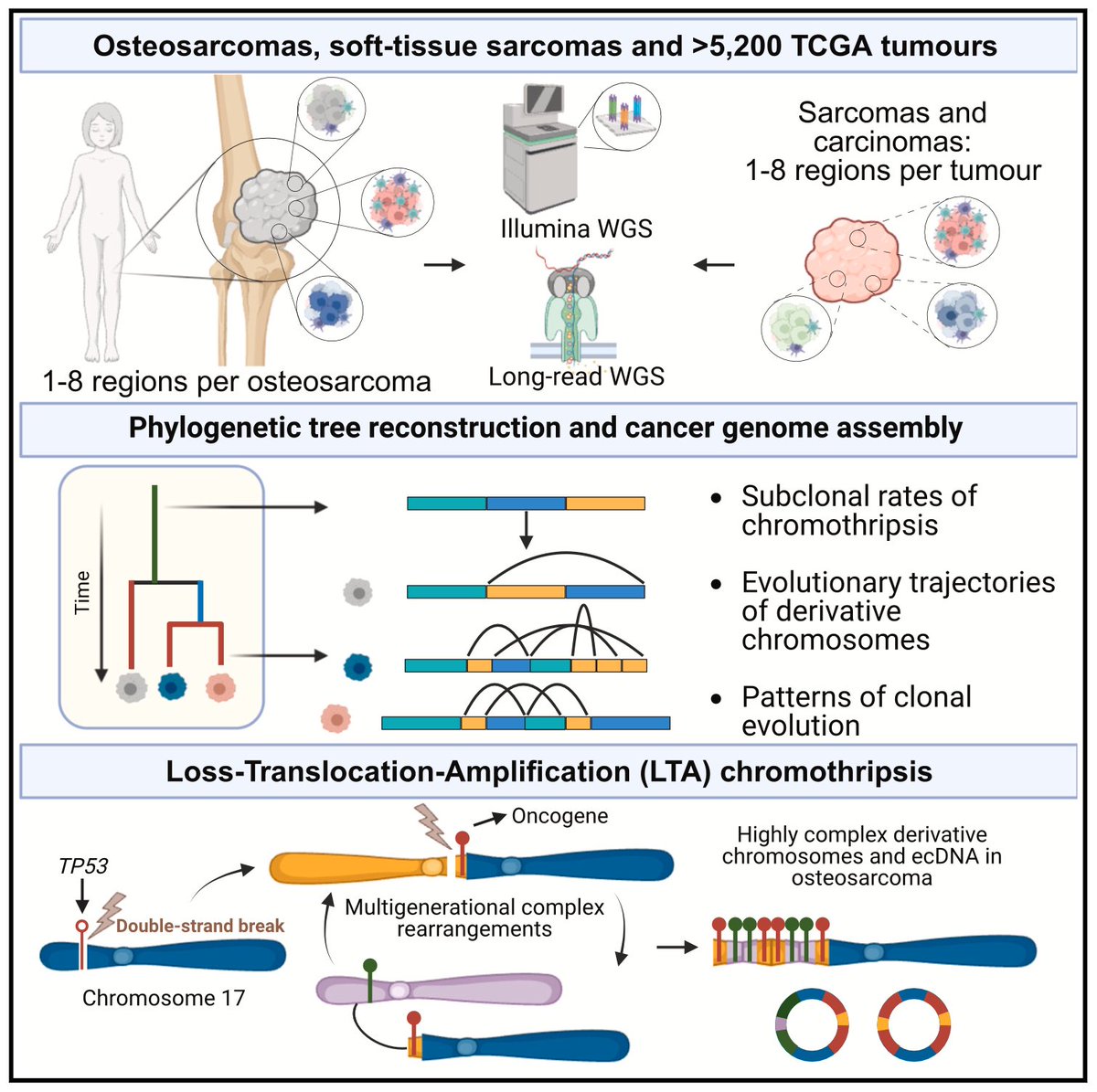 Most excited to see our study presenting the mechanism driving ~50% of osteosarcomas (LTA #chromothripsis) out in <a href="/CellCellPress/">Cell</a>! How does the final version differ from the preprint? x.com/isidrolauscher… Buckle up!! -tons of new exciting results ahead! 👇👇