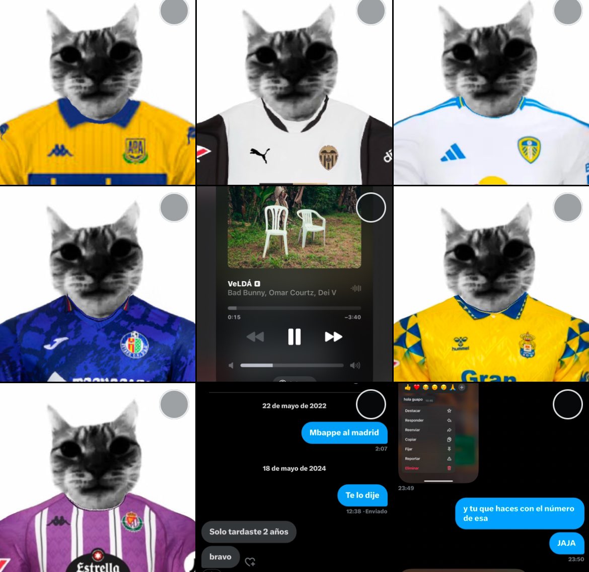 gato tweet media