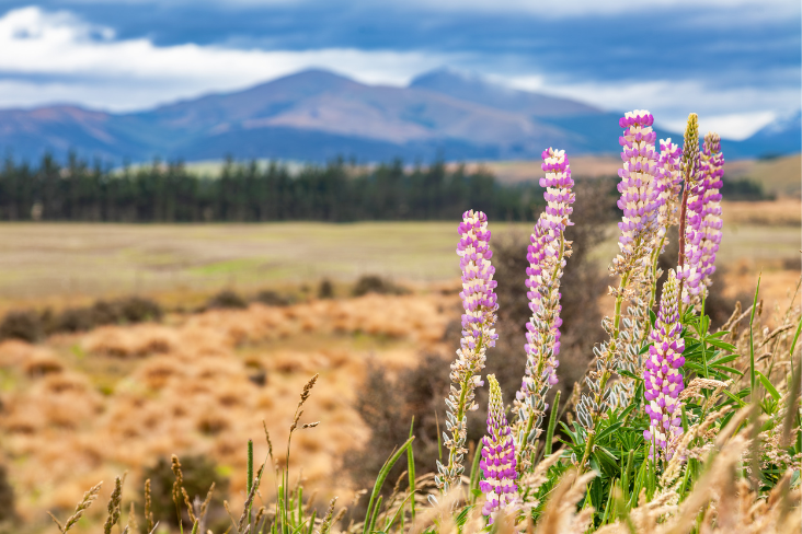 Principal Scientist at GNS Science, Dr. Nick Cradock-Henry, says it is important to adapt to rising temperature trends, as NIWA records 2024 as Aotearoa's tenth warmest year on record.

tinyurl.com/pfcusyht