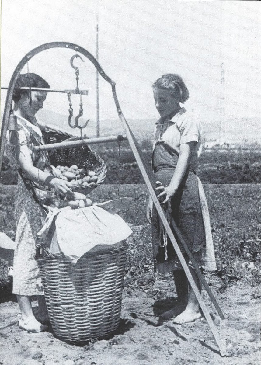 bballestin's tweet photo. Pesando patatas durante la cosecha, 1937. ANC https://t.co/JE4tA34239