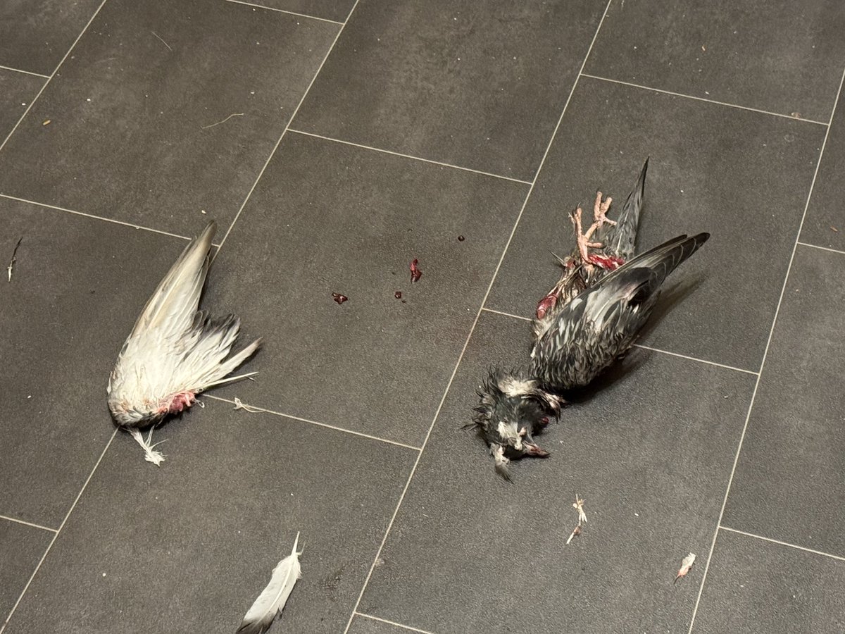 Rich Walker tweet media