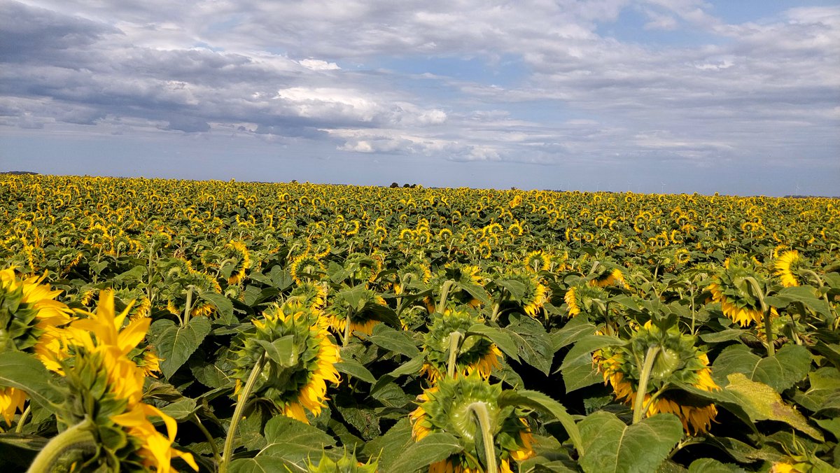 Guille Divito tweet media