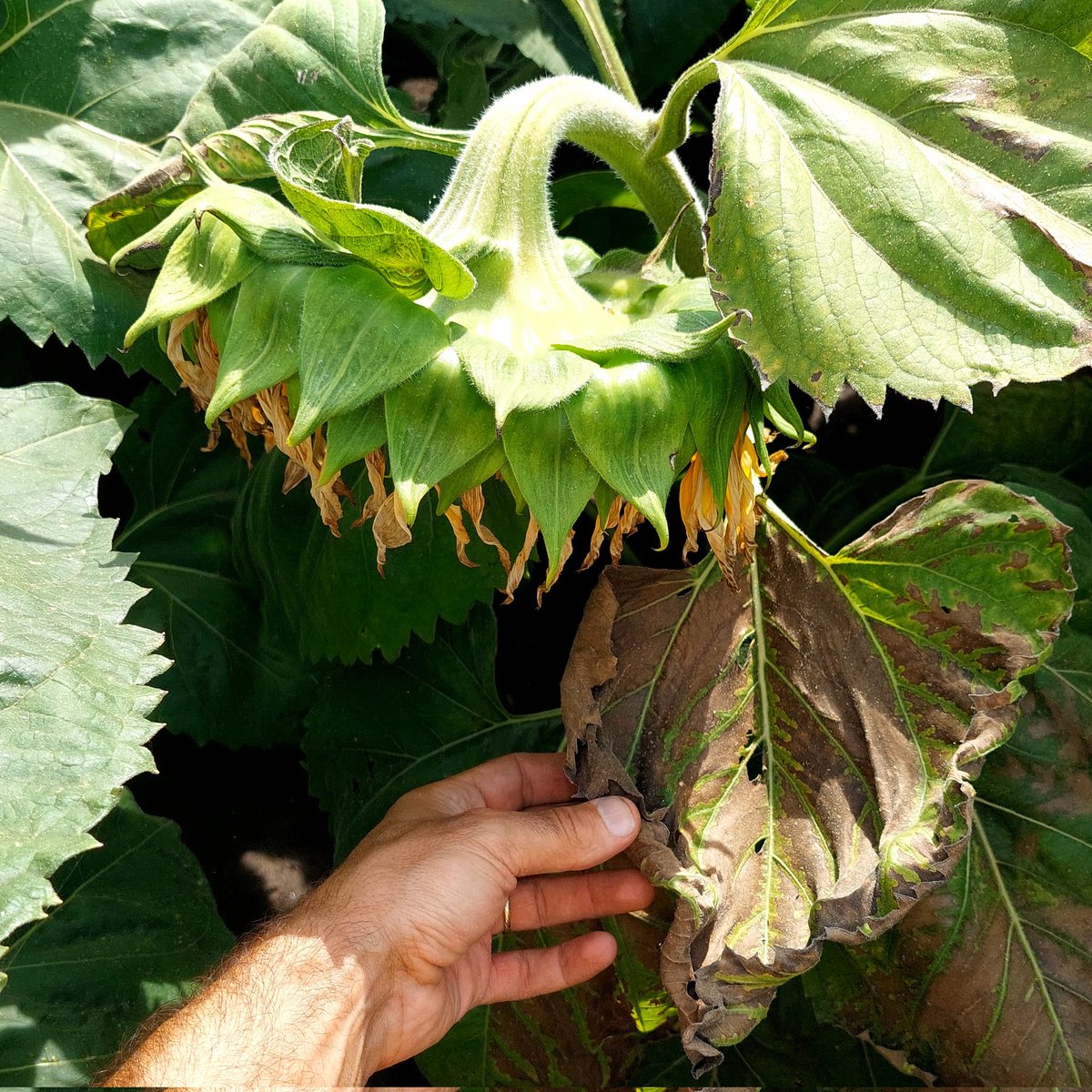 Guille Divito tweet media