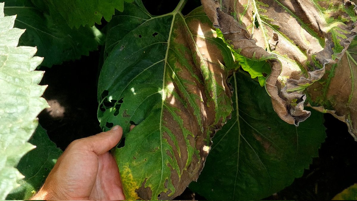 Guille Divito tweet media