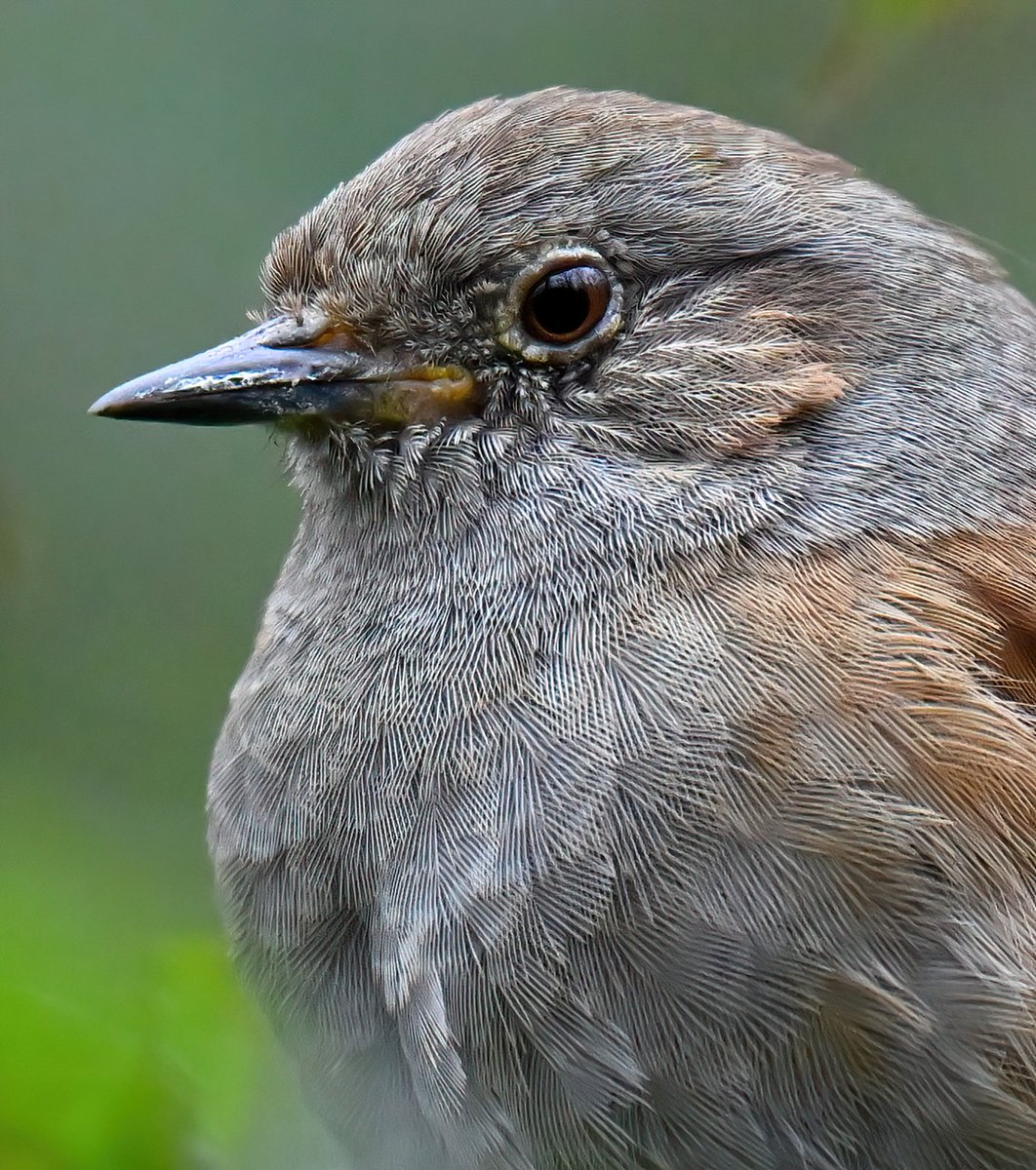 Dunnock portrait! 😀
 Taken this weekend at Swell Wood in Somerset. 😊🐦