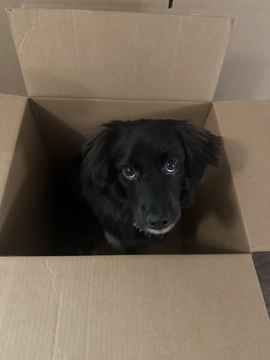 guyiamrandom's tweet image. Y’all should say hi 👋 to barnabas 
Retweet if you think he’s cute 🥰