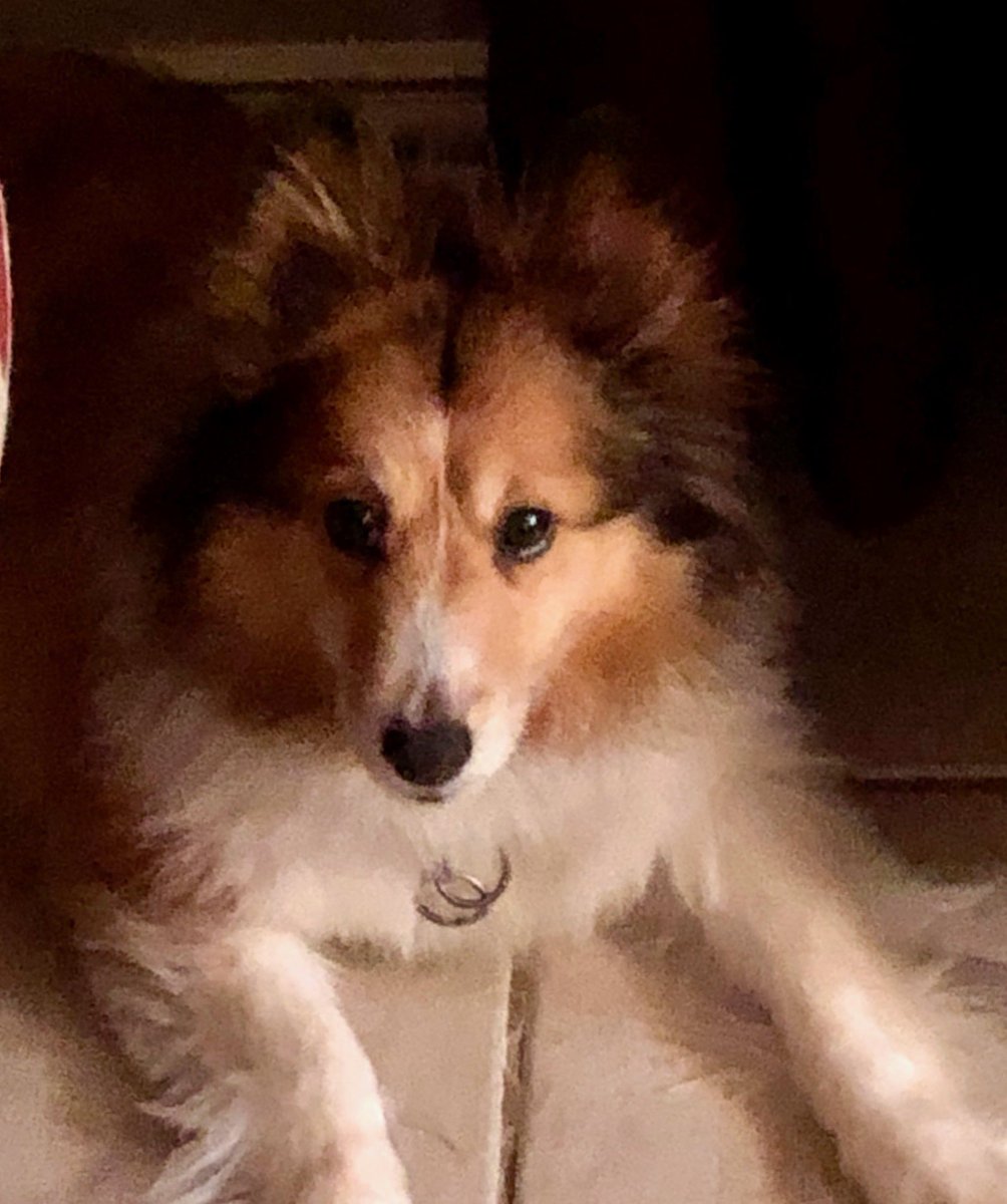 Guys someone at <a href="/Chewy/">Chewy</a> painted my sweet Minnie for National Walt Disney Day! She looks so adorable!