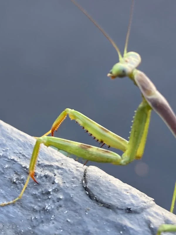 Emilio Pedral tweet media