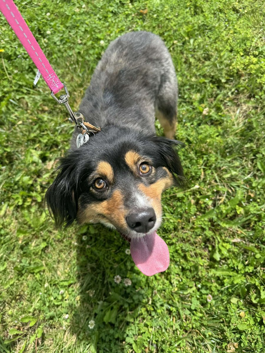msumacc's tweet photo. @why_sophie_why My good girl says, “woof” to your good girls! https://t.co/40joyunXR8
