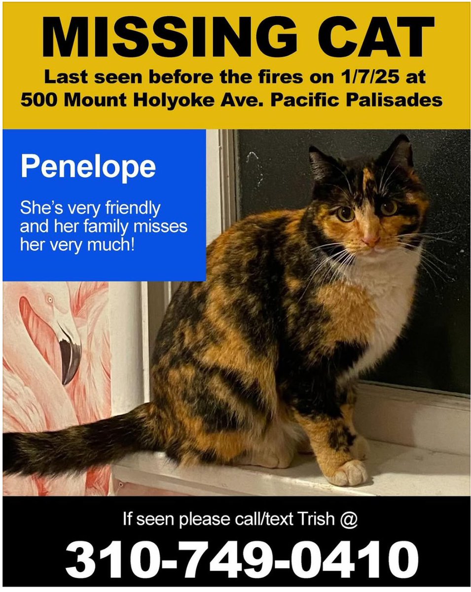jodielasco's tweet photo. @ParisHilton @ParisHilton please please spread the word about my cousin’s missing cat in the Palisades! https://t.co/EnratESql0