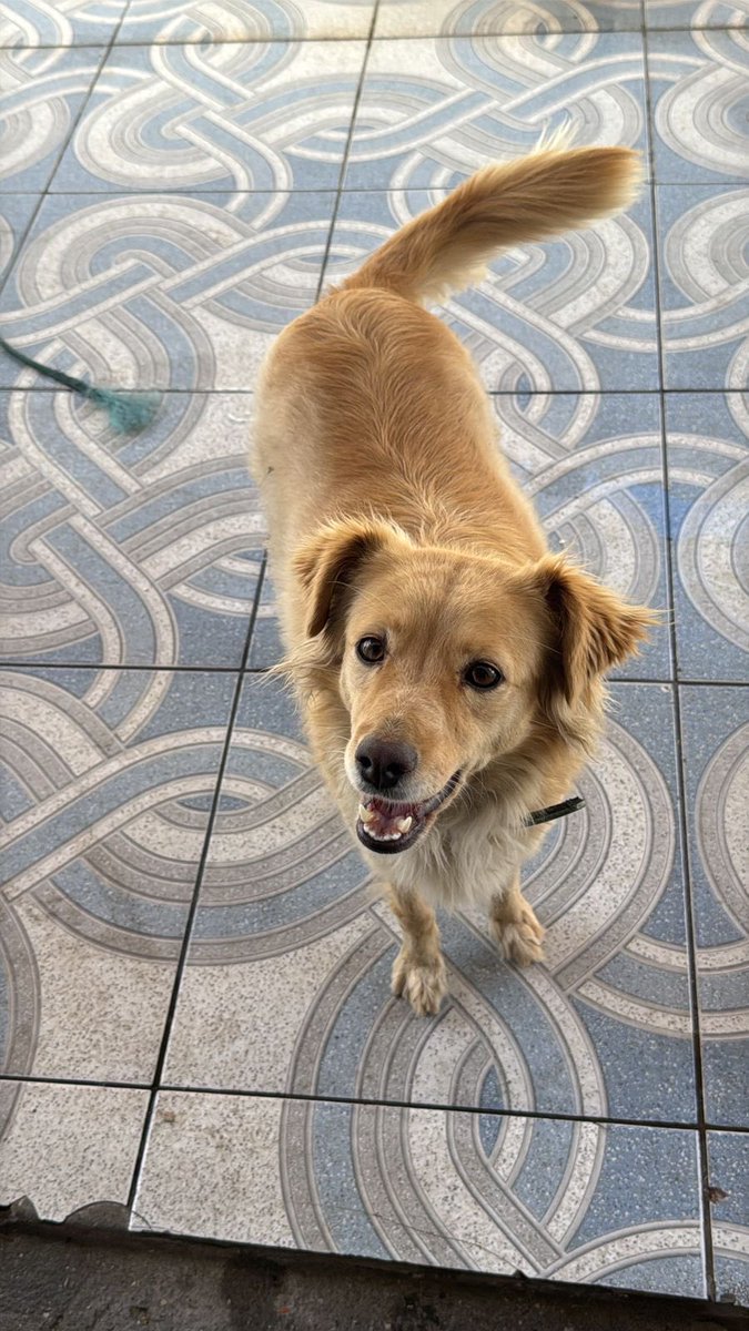 jandwrson_'s tweet photo. Boa noite galera, minha cachorrinha Lucy desapareceu no Miguel Badra alto em Suzano e eu estou desesperado procurando ela desde domingo, quem puder ajudar dando RT ou com alguma notícia vai ajudar muito 😢 https://t.co/PFhpj6zOYa