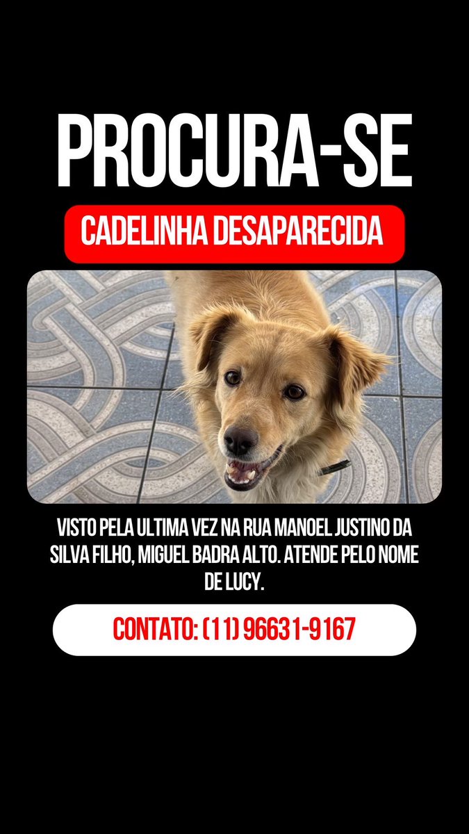 jandwrson_'s tweet photo. Boa noite galera, minha cachorrinha Lucy desapareceu no Miguel Badra alto em Suzano e eu estou desesperado procurando ela desde domingo, quem puder ajudar dando RT ou com alguma notícia vai ajudar muito 😢 https://t.co/PFhpj6zOYa
