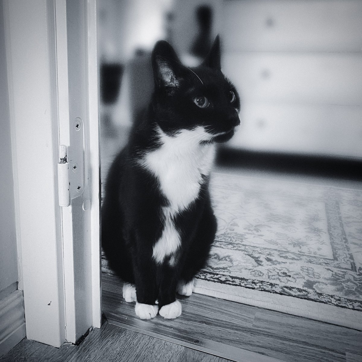 I’m deeply sorry to announce the passing of Taffa. She was surrounded by her family as she took her last breath. She will be dearly missed and never forgotten. 🖤🤍 #Taffa #TaffaTheCat #TaffaTheSavior #Cat #CuteCat #BlackAndWhiteCat #ForeverInOurHearts instagram.com/share/_fms6OP05