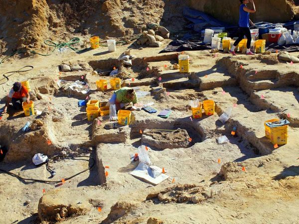 SwipeWright's tweet photo. Candace Owens (a podcaster): "Why do only paleontologists find dinosaur bones!?"

Paleontologists: ⬇️ https://t.co/rMJIGYvDxH