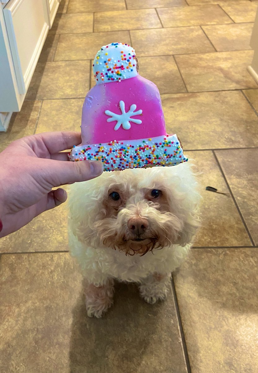 How is everyone doing in this cold weather?😭⛄️ Also look at how cute Stormy is, she is ready for the cold.🐾🥰

#cold #arcticblast #tkrappauthor #explore #AuthorsOfTwitter #maltipoo