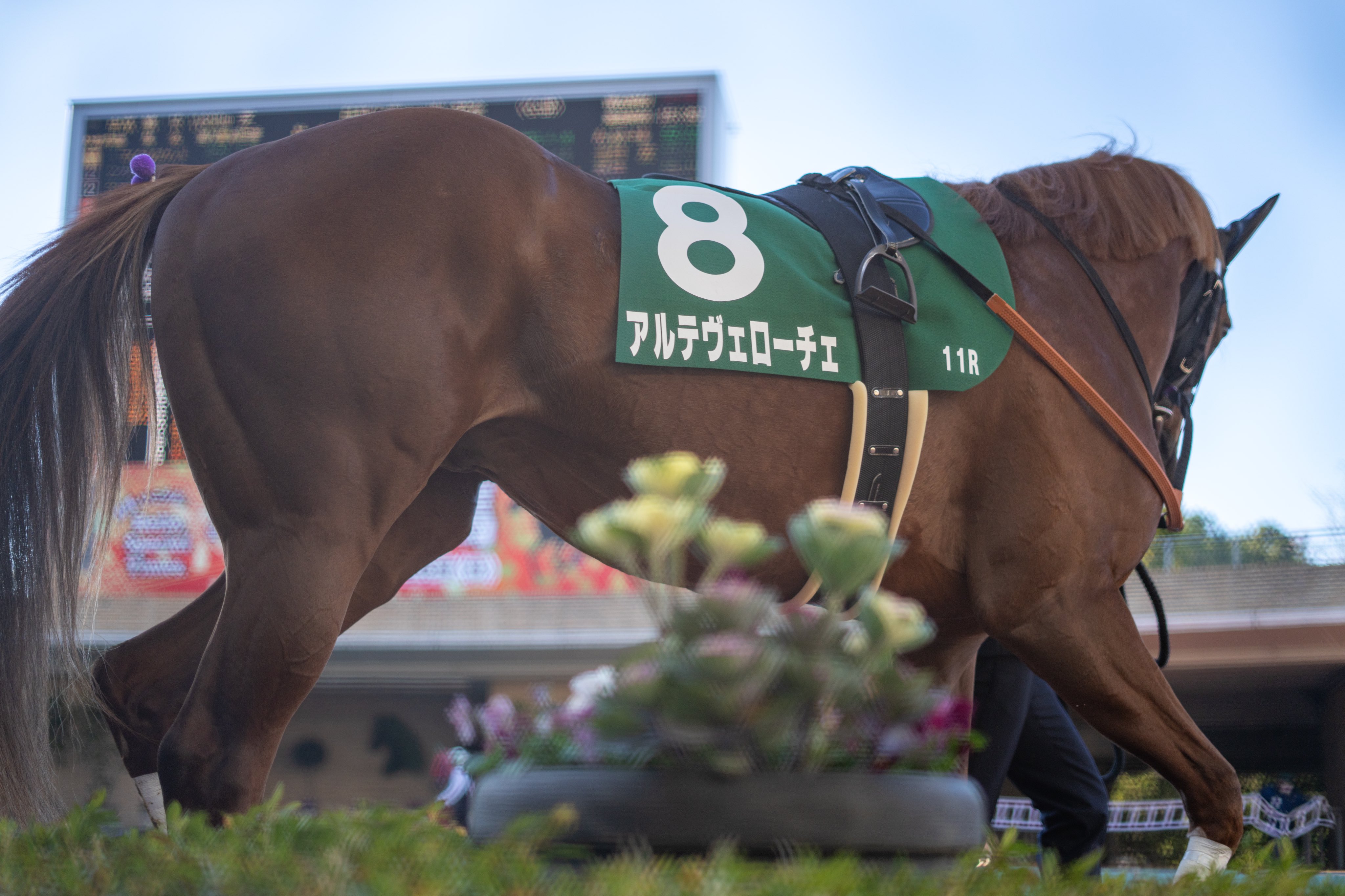 【期限切れ単勝馬券】　第36回　日刊スポシンザン記念　タニノギムレット　ウマ娘 シンザン記念 - Search / X
