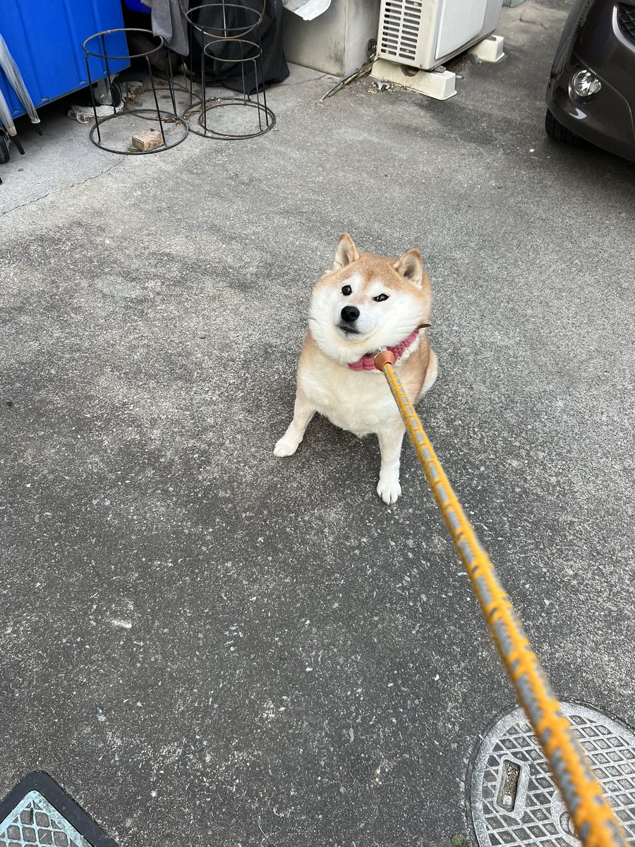 87shiba87's tweet photo. 頑固者め!! https://t.co/b6ajaYlPaf