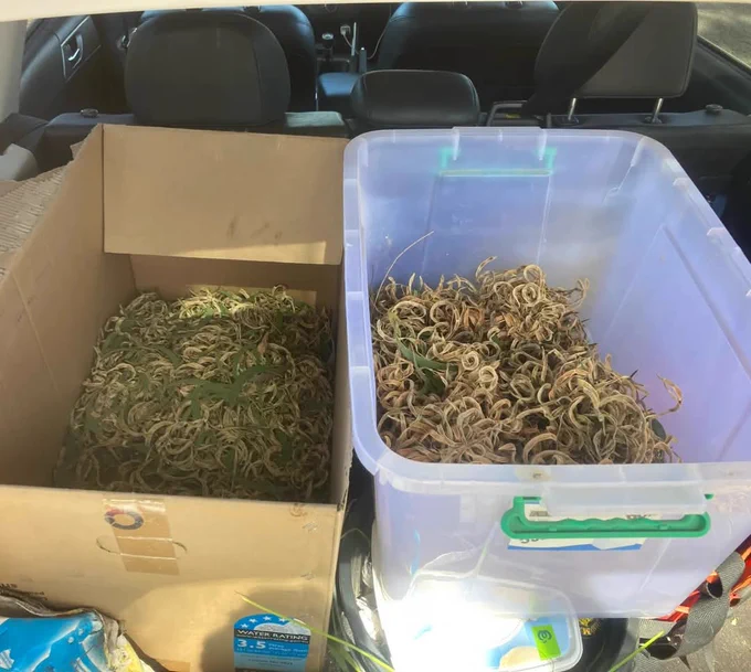 Image from Seeding Victoria (@SeedingVictoria)