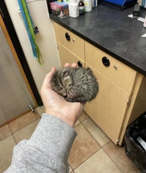 Why you should have a cat tweet media