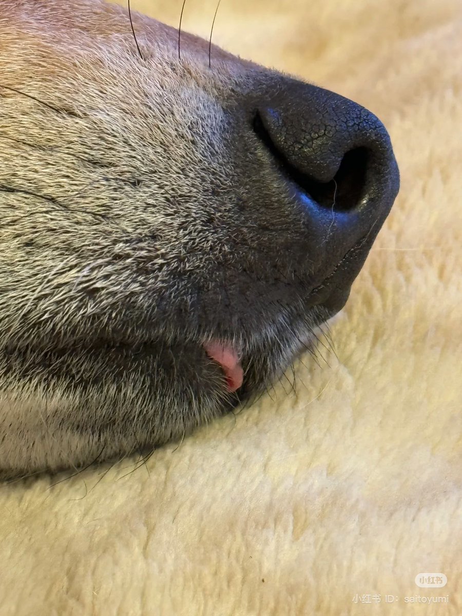 💖 (@twaniimals) on Twitter photo 