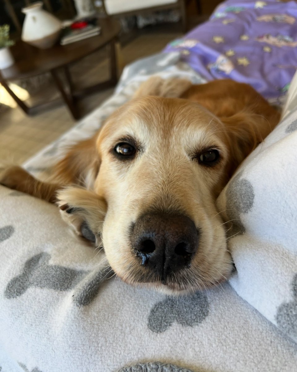 dogfather's tweet photo. Sizzle was the silliest, sweetest little vampire. she was my parent’s first rescue dog and, because of her, certainly not the last ❤️ https://t.co/fMwFmUIg4A