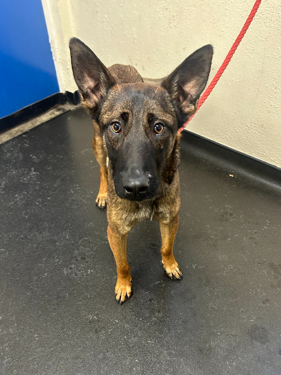 Please retweet to help Forrest find a home #SHEFFIELD #UK 
Available for adoption from Sheffield Council Pound✅
Details or apply for Forrest below👇
ineedahome.co.uk/.../13883-forr…
☎️07817497995
This lovely boy was brought into kennels after being found roaming as a stray. Unfortunately