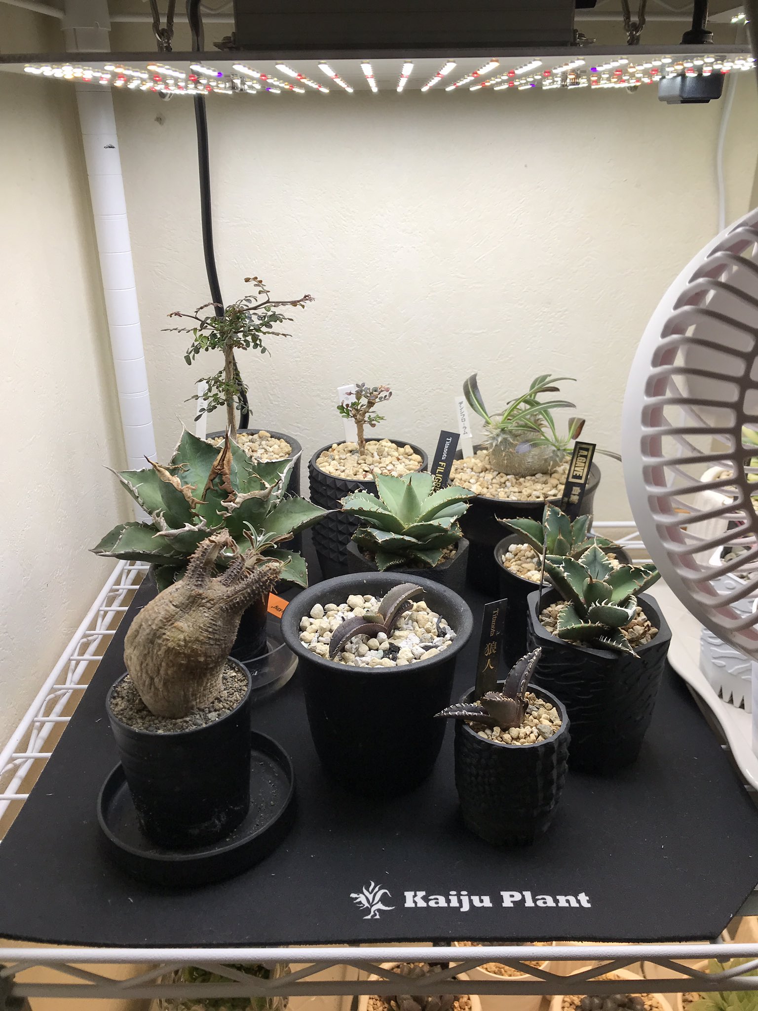 Kaiju Plant 怪獣サーマット 室内園芸用 ✕2枚 Kaiju Plant 怪獣