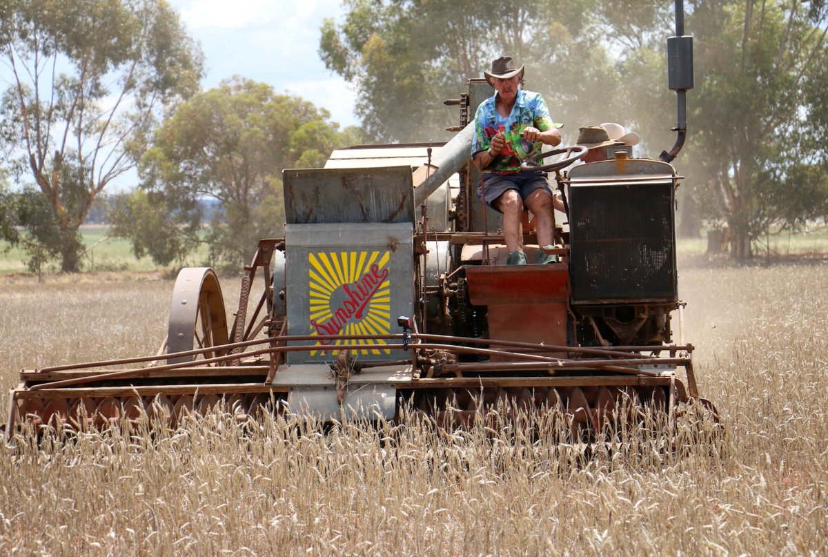 Vintage machinery enthusiasts were treated to one of the rarest sights in Australia on January 11 when three Sunshine Auto headers dating from the 1920s were working together in a wheat crop at Pleasant Hills. It was a highlight of the Warrangong Vintage Harvest Day.