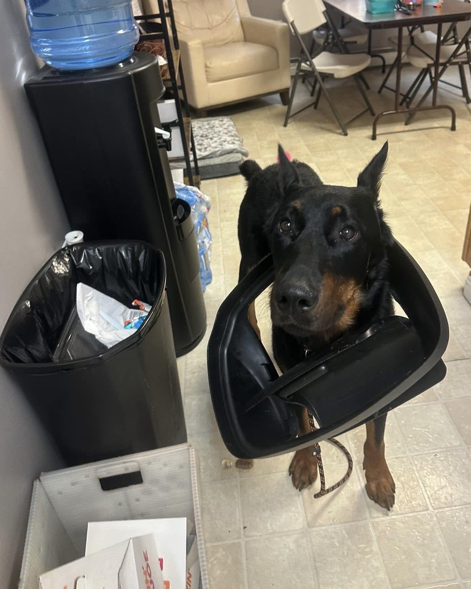This is Tarot. He was absolutely not digging through the trash. Doesn't even know why you would ask. 12/10