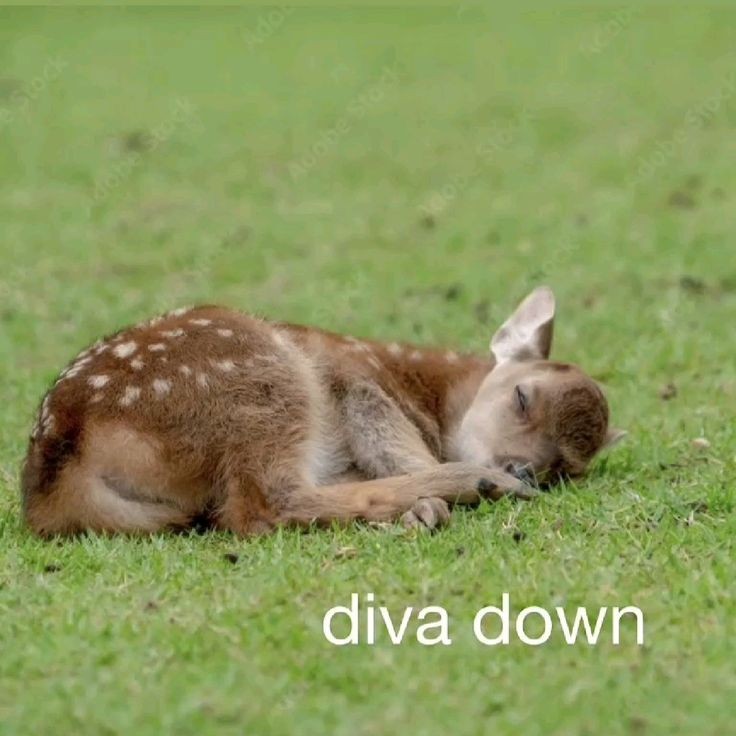 lovrsrroqq's tweet photo. me after eating #edtwt https://t.co/qmbQP42Q2j
