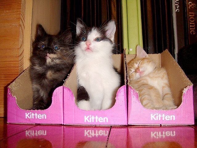 Kittens