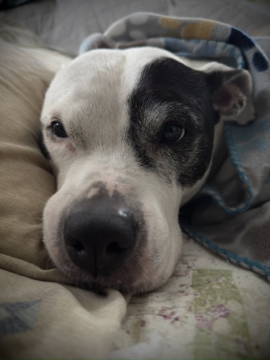 TommyKubiski's tweet photo. Have a great Tuesday, everybody! I hope you all &amp; your families are having a great start to the week. Pearl update: Pearly has been much the same but having some issues. She has Pancreatitis and is extremely bloated around her stomach (almost 12lbs heavier). She has to… https://t.co/9q6bmidldG